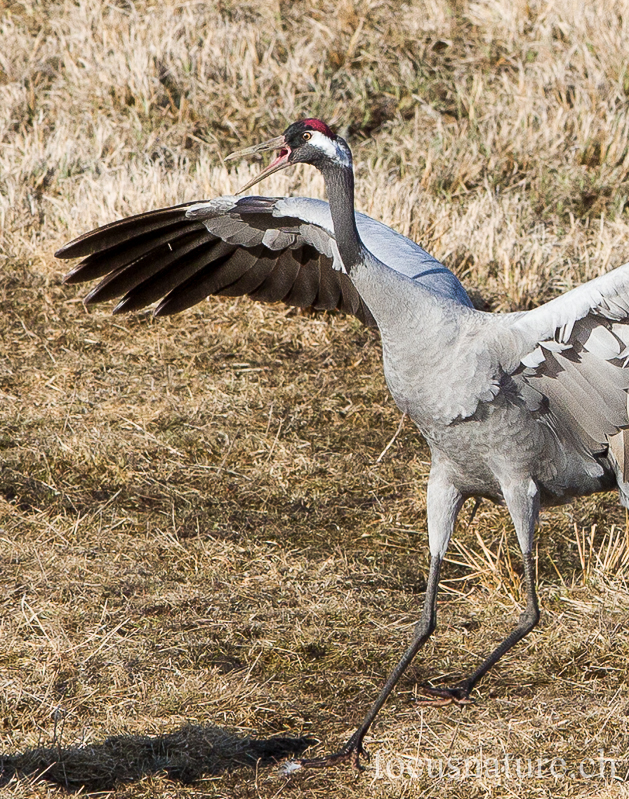 Grue 5429.jpg - Grue cendrée, Grus Grus, Common Crane - Parade au Hornborgasjon (Suède) Avril 2013